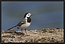 Witte Kwikstaart, White Wagtail, Motacilla alba Location: Denekamp, the Netherlands witte kwikstaart MG 8542 kopie